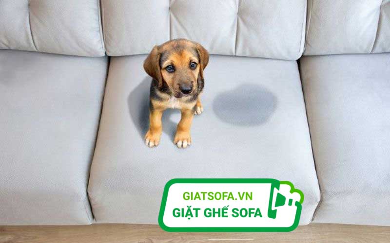 Cách làm sạch nước tiểu trên sofa - cách khử mùi nước tiểu cho mèo