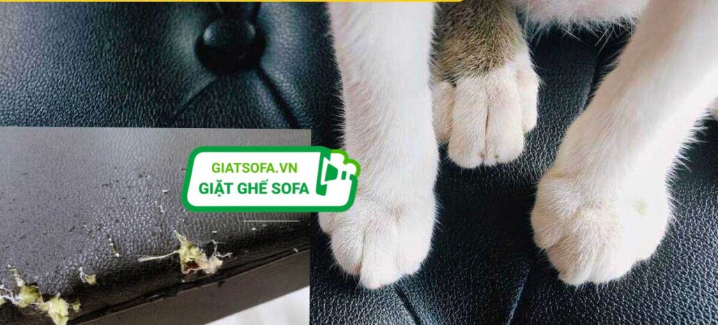 Mẹo ngăn mèo cào hiệu quả nhất