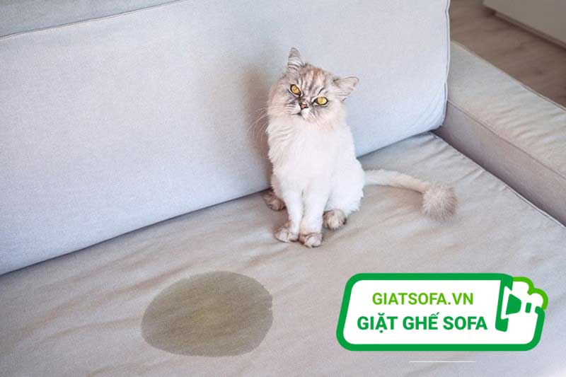 Cách làm sạch nước tiểu chó mèo